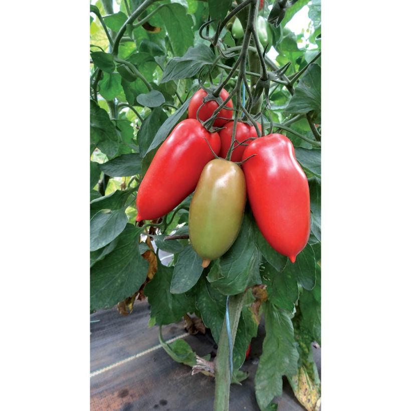 Tomate Gagliardo F1 en plants GREFFES  (Plant habit)