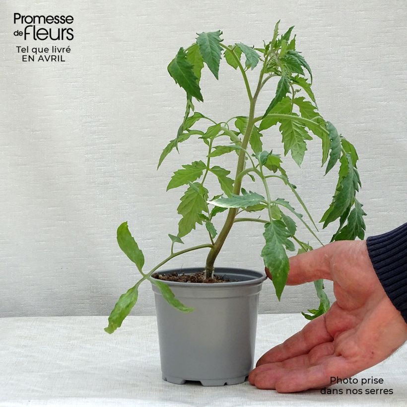 Example of Tomate Gagliardo F1 en plants GREFFES  Pot de 10 cm/11cm as you get in printemps