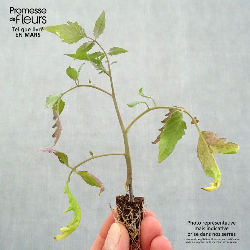 Example of Tomate Gagliardo F1 en plants GREFFES  Mini-motte Ø 1,5/2,5 cm as you get in printemps