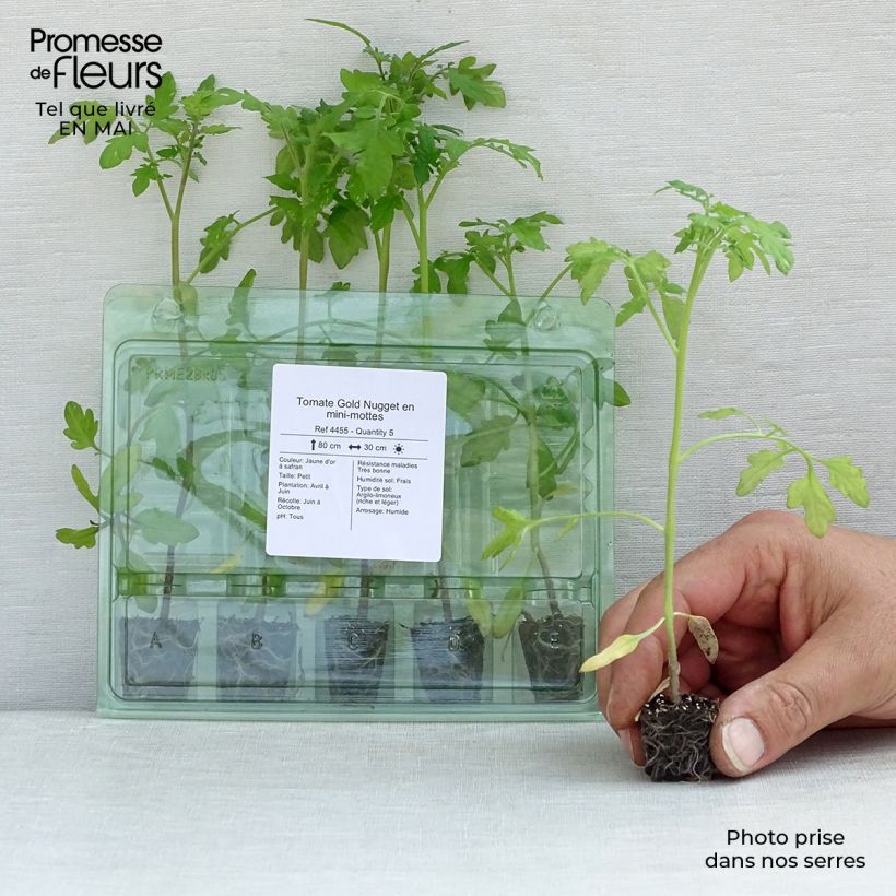 Example of Tomate Gold Nugget en plants - Tomate-cerise Mini-motte Ø 3/4 cm, Plant vert de 5 à 10 cm de haut as you get in printemps