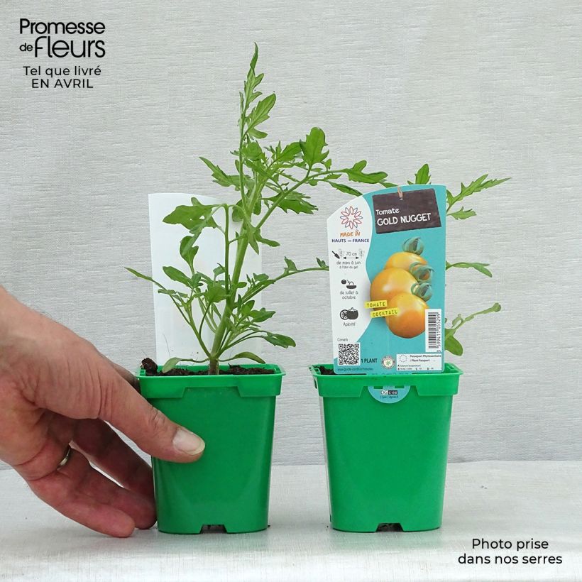 Example of Tomate Gold Nugget en plants - Tomate-cerise Pot de 10 cm/11cm as you get in printemps
