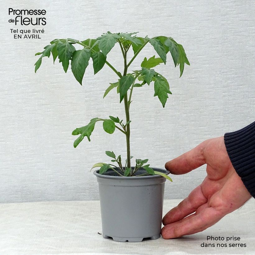 Spécimen de Tomate Goldwin F1 en plants - Tomate-cerise Pot de 10 cm/11cm tel que livré au printemps
