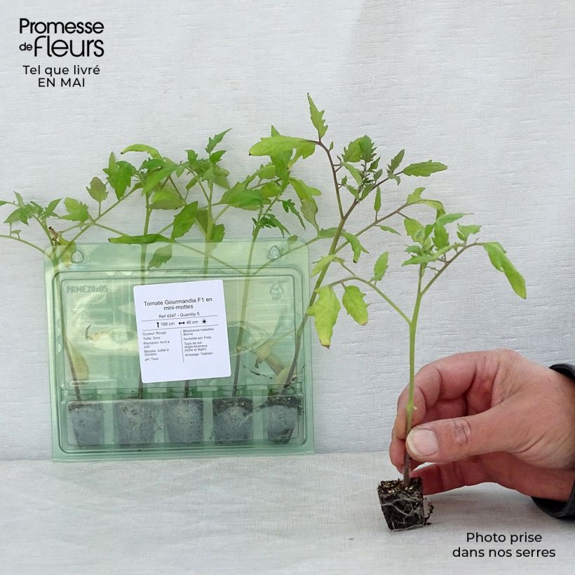 Example of Tomate Gourmandia F1 en plants Mini-motte Ø 3/4 cm, Livré en hauteur de 5 à 10 cm as you get in printemps