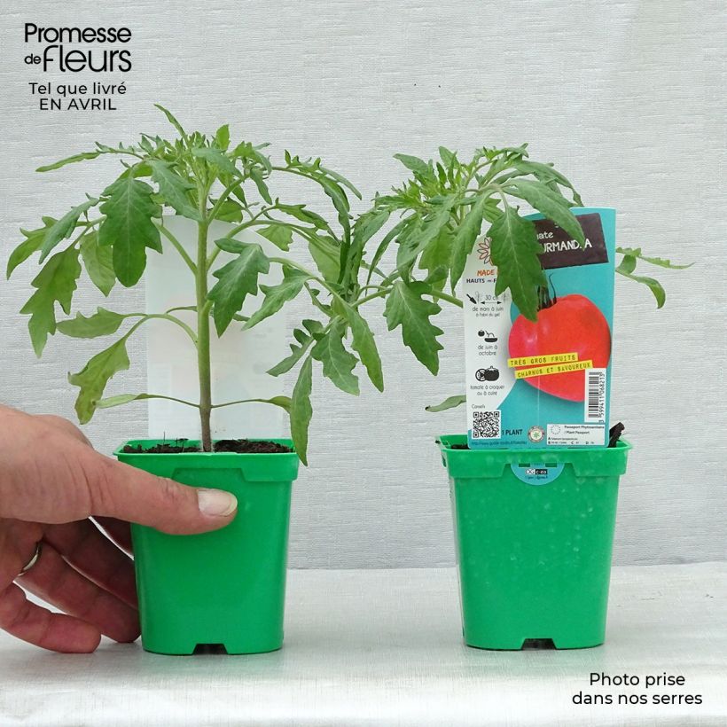 Example of Tomate Gourmandia F1 en plants Pot de 10 cm/11cm as you get in printemps