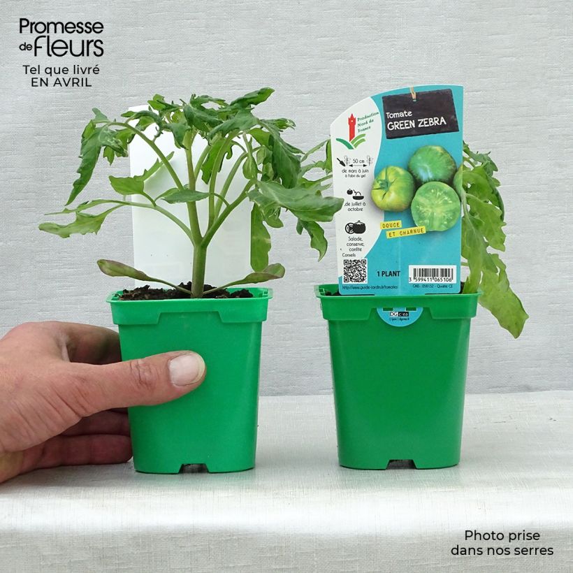 Example of Tomate Green Zebra en plants Pot de 10 cm/11cm as you get in printemps