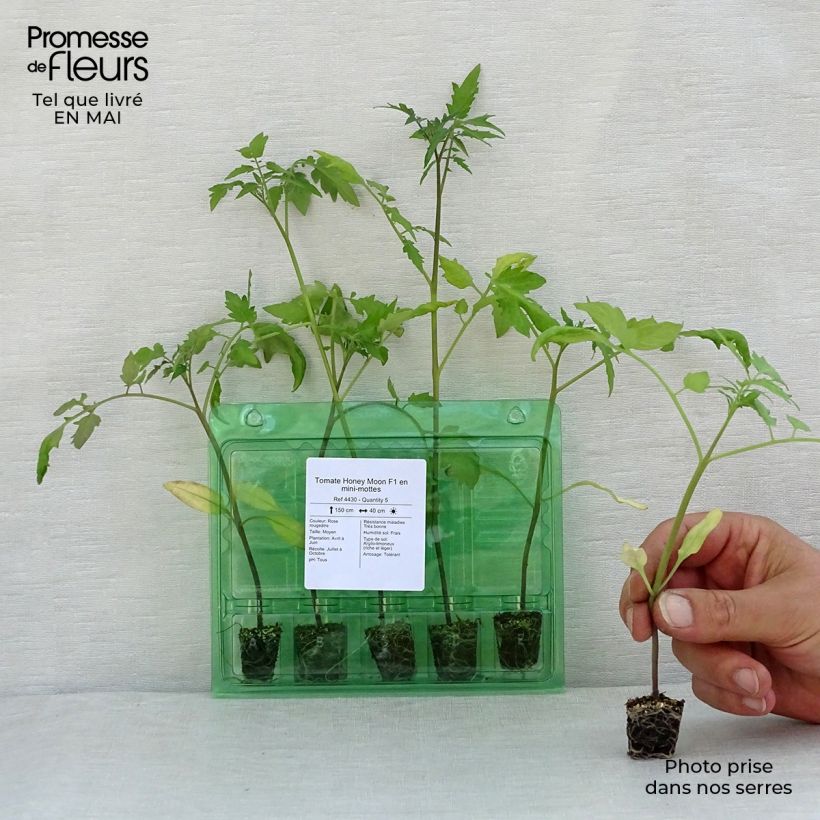 Example of Tomate Honey Moon F1 en plants Mini-motte Ø 3/4 cm as you get in printemps