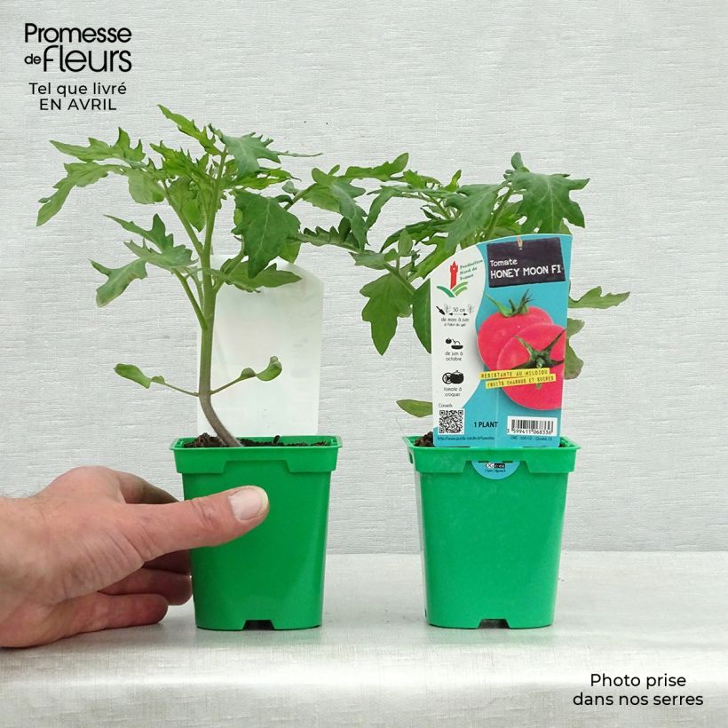 Example of Tomate Honey Moon F1 en plants Pot de 10 cm/11cm as you get in printemps