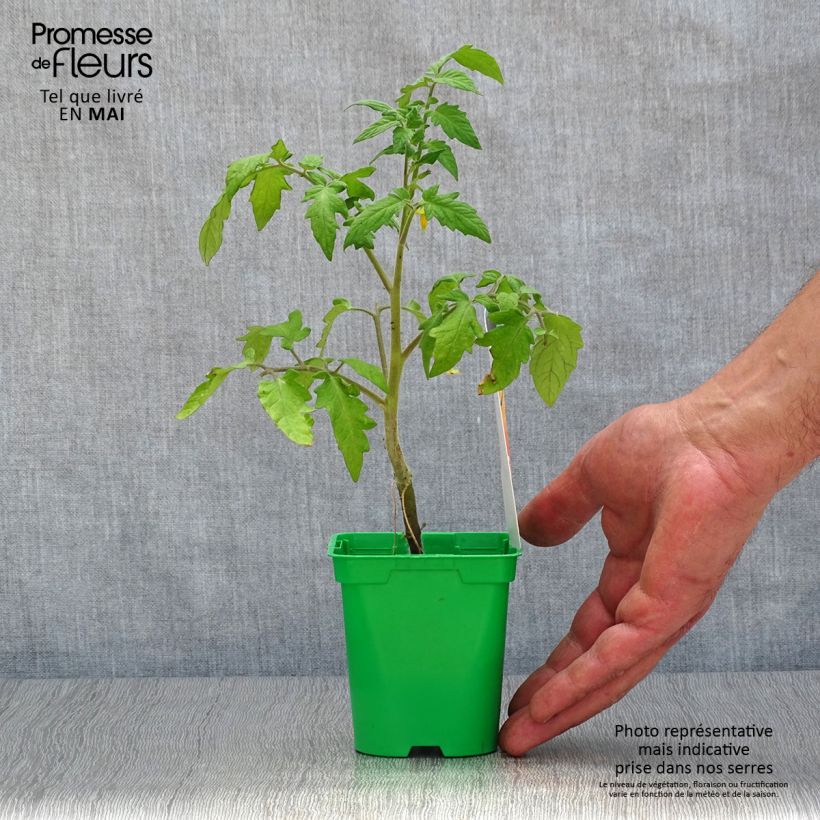 Example of Tomate Lemon Boy F1 en plants GREFFES Pot de 10 cm/11cm as you get in printemps