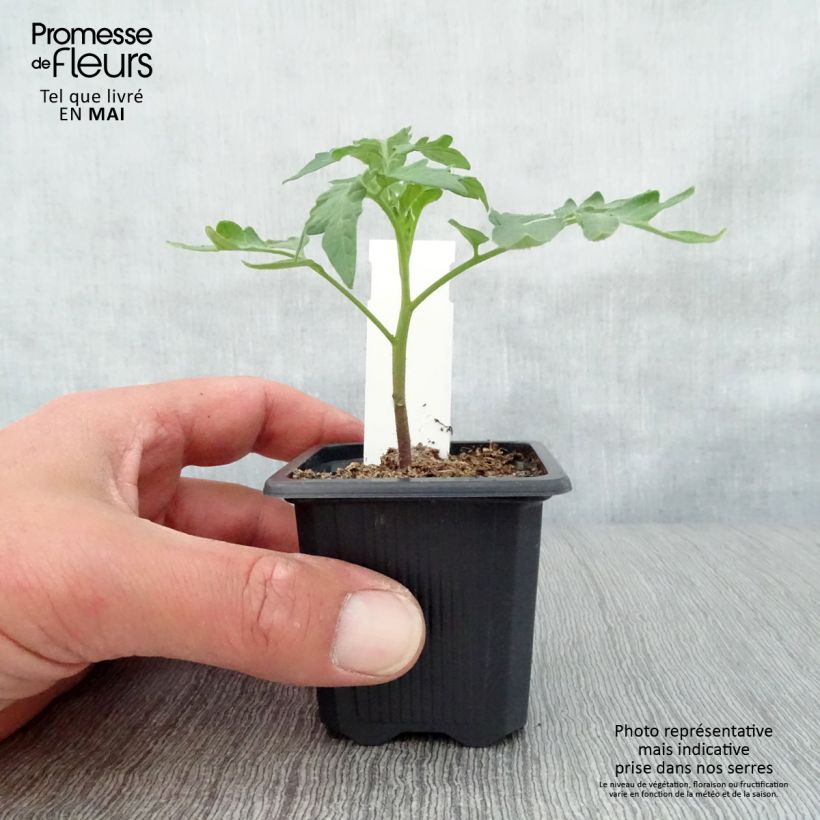 Example of Tomate Lemon Boy F1 jaune en plants Godet de 7/8 cm as you get in printemps
