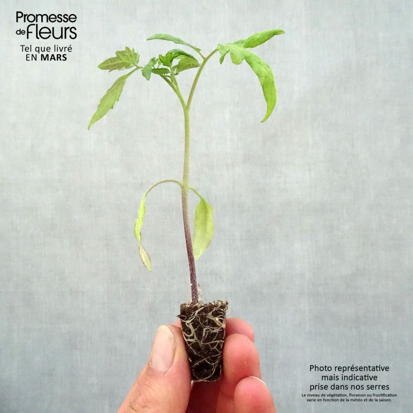 Example of Tomate Lemon Boy F1 jaune en plants Mini-motte Ø 3/4 cm, Livré en hauteur de 5 à 10 cm as you get in printemps