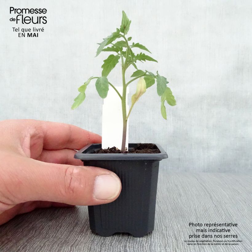 Example of Tomate Maestria F1 en plants Godet de 7/8 cm as you get in printemps