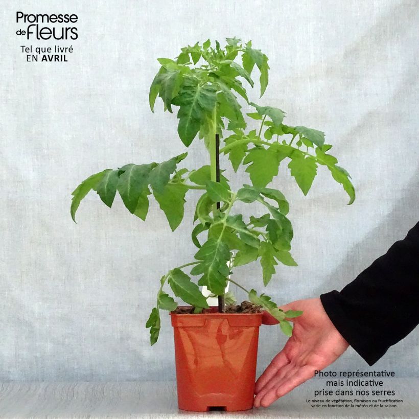 Example of Tomate Maestria F1 en plants GREFFES  Pot de 2L/3L as you get in printemps