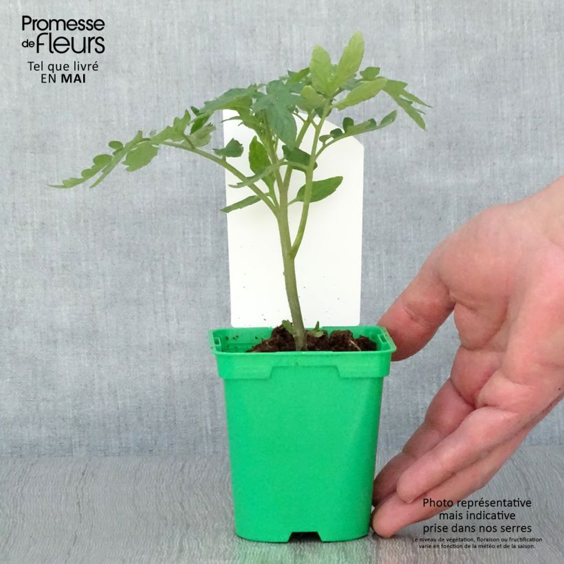 Example of Tomate Maestria F1 en plants Pot de 10 cm/11cm as you get in printemps