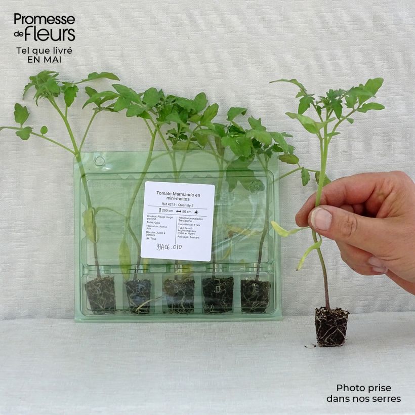 Spécimen de Tomate Marmande en plants Mini-motte Ø 3/4 cm, Livré en hauteur de 5 à 10 cm tel que livré au printemps
