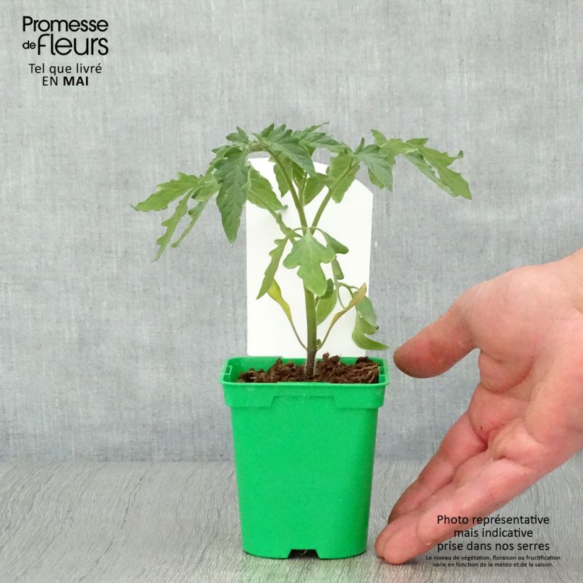 Example of Tomate Montfavet 63-5 F1 en plants Pot de 10 cm/11cm as you get in printemps