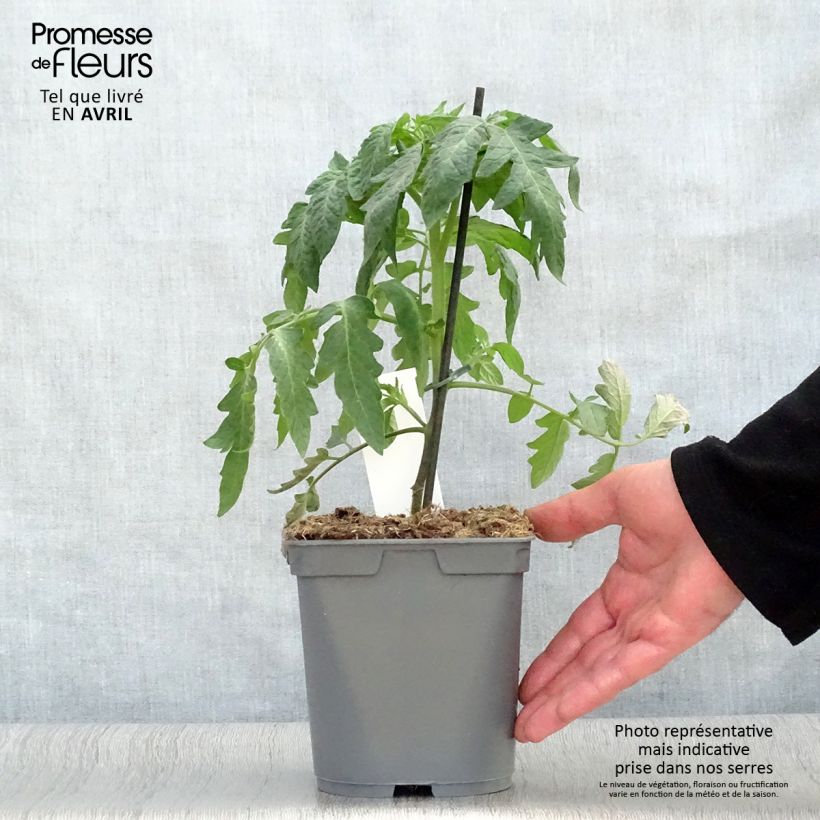 Spécimen de Tomate Montfavet en plants GREFFES  Pot de 2L/3L tel que livré au printemps