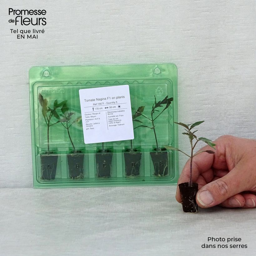 Example of Tomate Nagina F1 en plants Mini-motte Ø 1,5/2,5 cm as you get in printemps