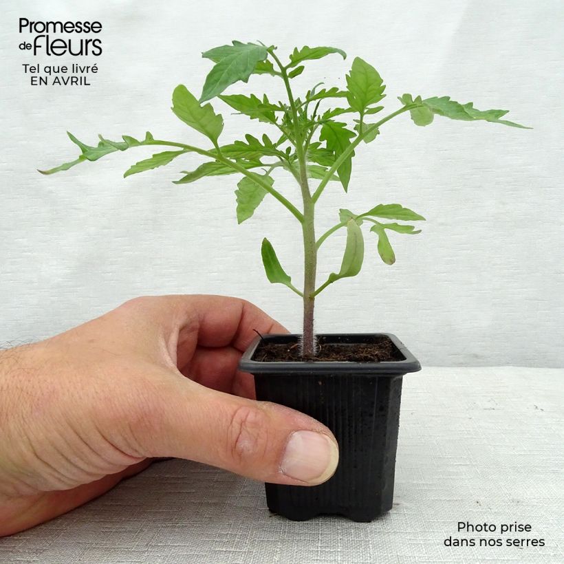 Example of Tomate Noire de Crimée en plants - Tomate ancienne Godet de 7/8 cm as you get in printemps