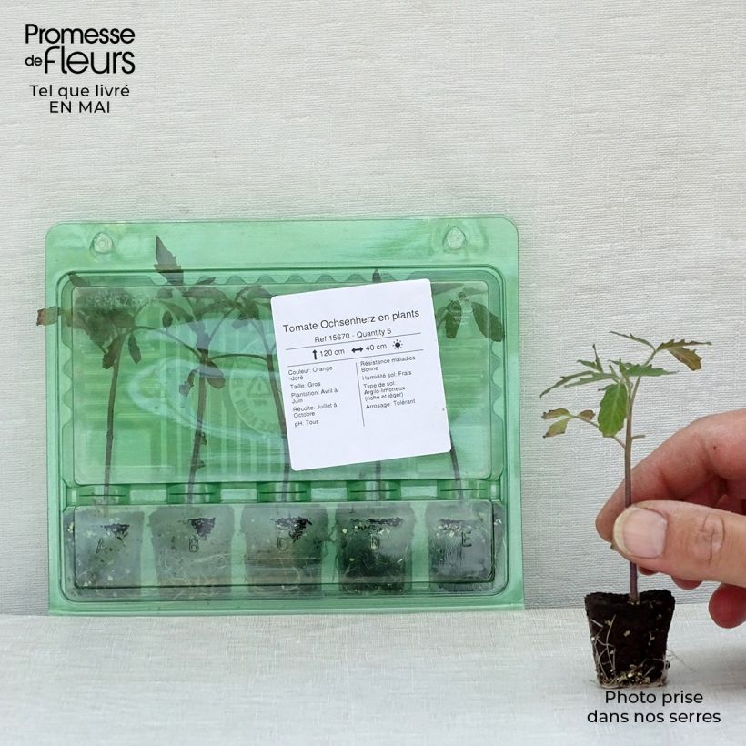 Spécimen de Tomate Ochsenherz en plants Mini-motte Ø 3/4 cm tel que livré au printemps