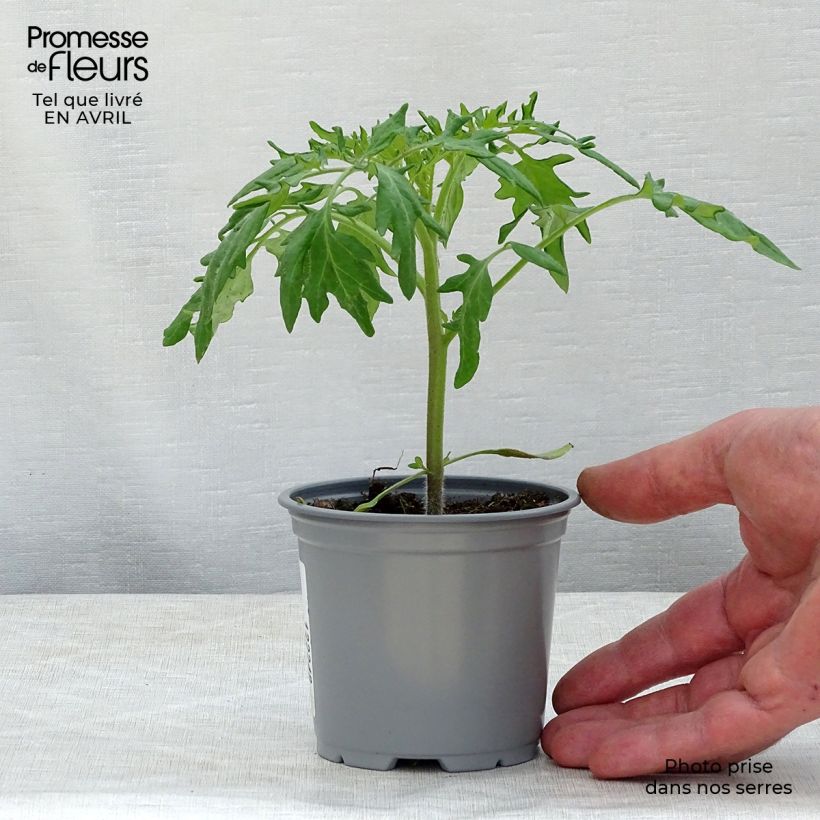 Spécimen de Tomate Orange Queen en plants Pot de 10 cm/11cm tel que livré au printemps