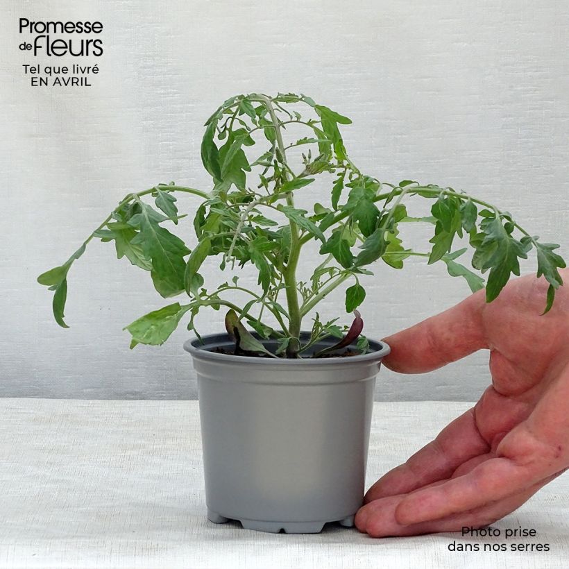 Example of Tomate Pendulina Yellow en plants Godet de 8/9 cm as you get in printemps