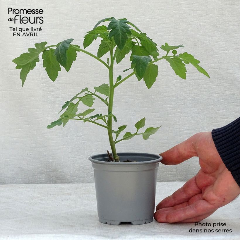 Example of Tomate Pepe F1 en plants GREFFES - La Sélection du Chef Godet de 8/9 cm as you get in printemps