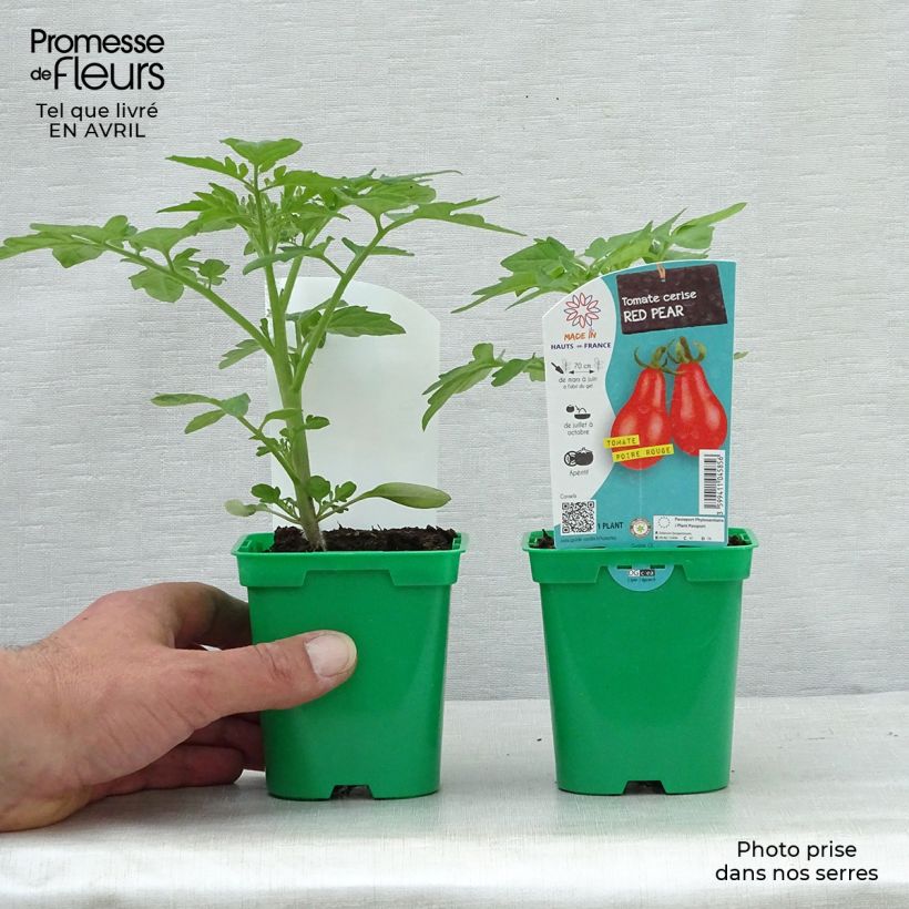 Example of Tomate Poire Rouge en godet - Tomate cerise Pot de 10 cm/11cm as you get in printemps