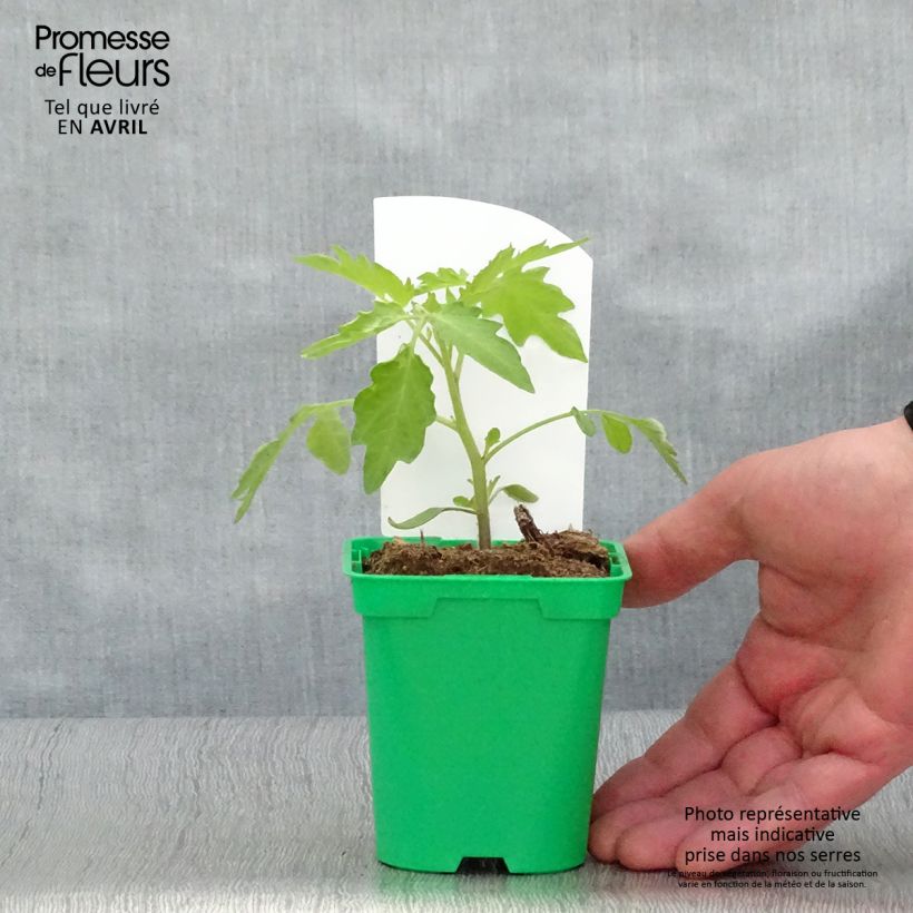 Example of Tomate Poire jaune - Tomate-cerise en plants Pot de 10 cm/11cm as you get in printemps