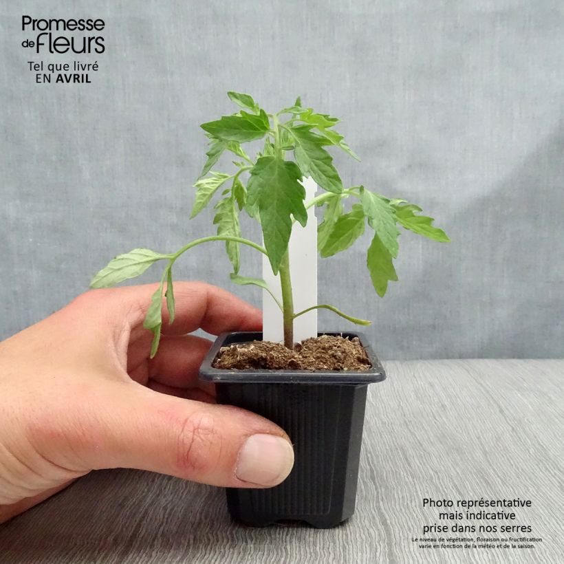 Example of Tomate Premio F1 en plants - Tomate-grappe Godet de 7/8 cm as you get in printemps