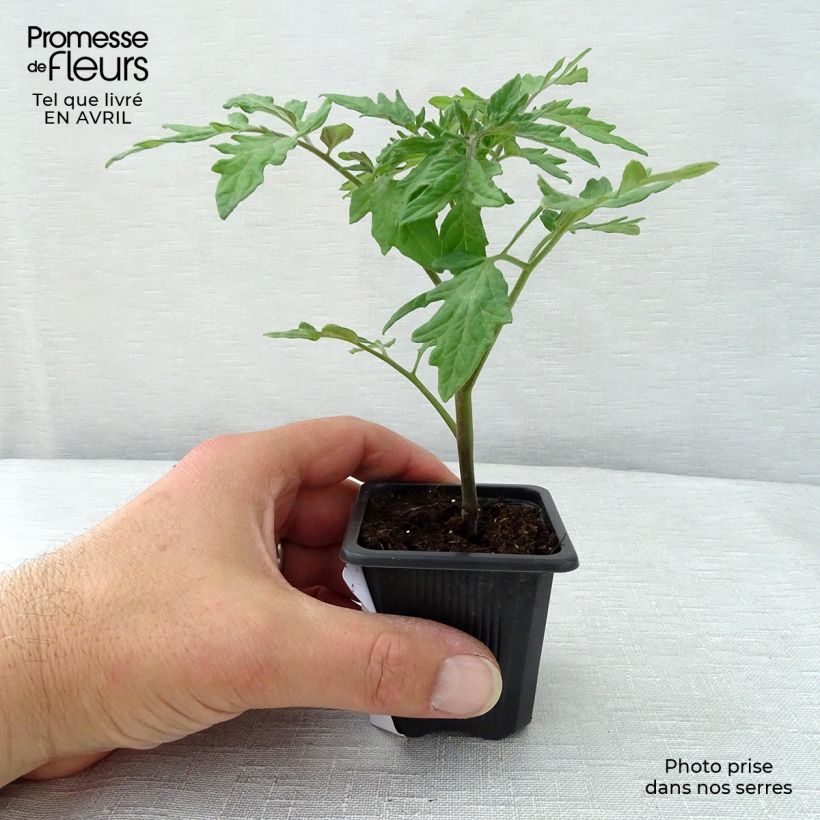 Example of Tomate Premio F1 en plants - Tomate-grappe Pot de 10 cm/11cm as you get in printemps