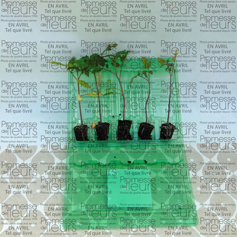 Example of Tomate Previa F1 en plants - La Sélection du Chef Mini-motte Ø 3/4 cm, Livré en hauteur de 5 à 10 cm as you get