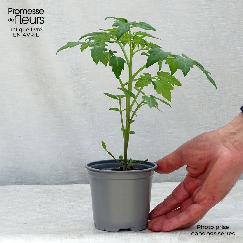 Example of Tomate Prune noire en plants Pot de 10 cm/11cm as you get in printemps