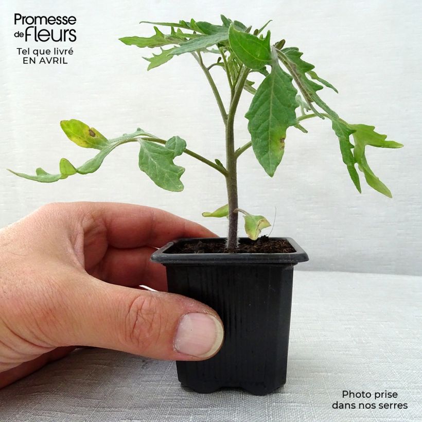 Example of Tomate Pyros F1 en plants Godet de 7/8 cm as you get in printemps