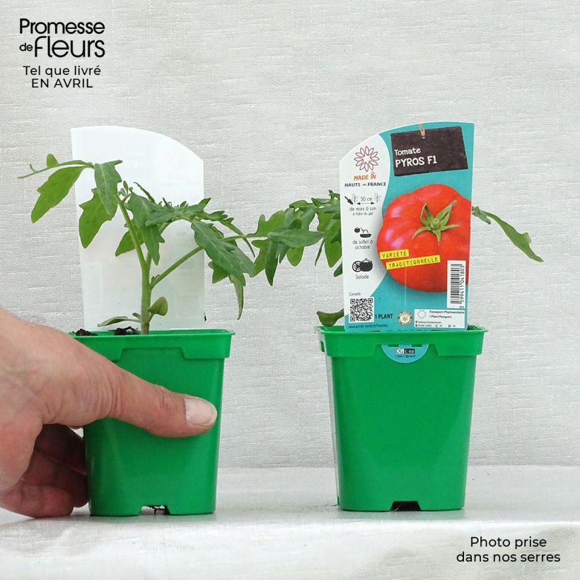 Example of Tomate Pyros F1 en plants Pot de 10 cm/11cm as you get in printemps