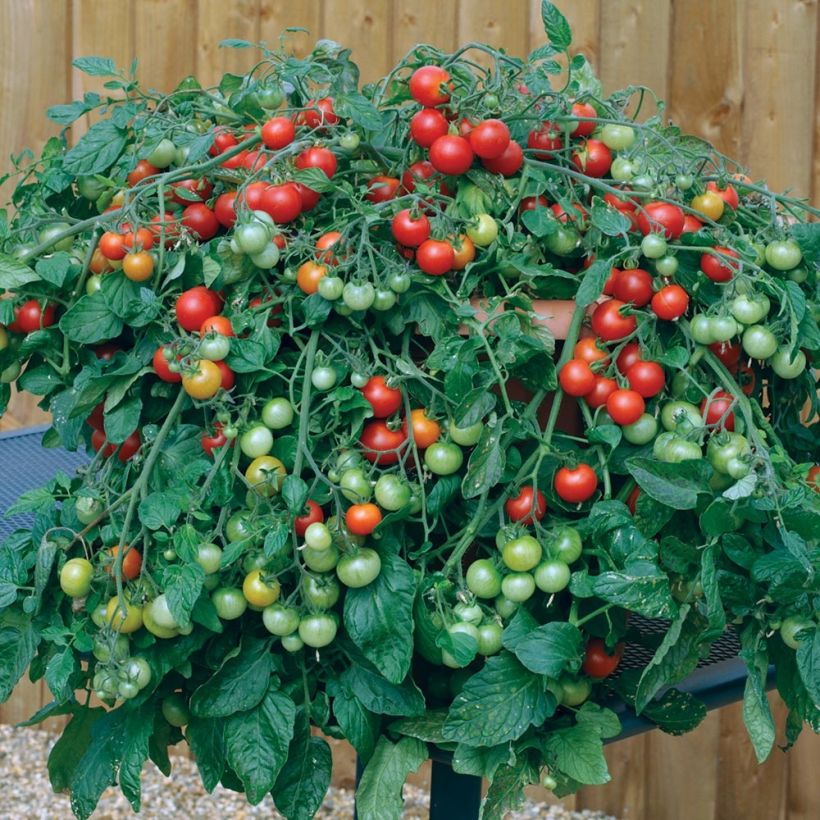 Graines de Tomate cerise Red Profusion F1 (Plant habit)