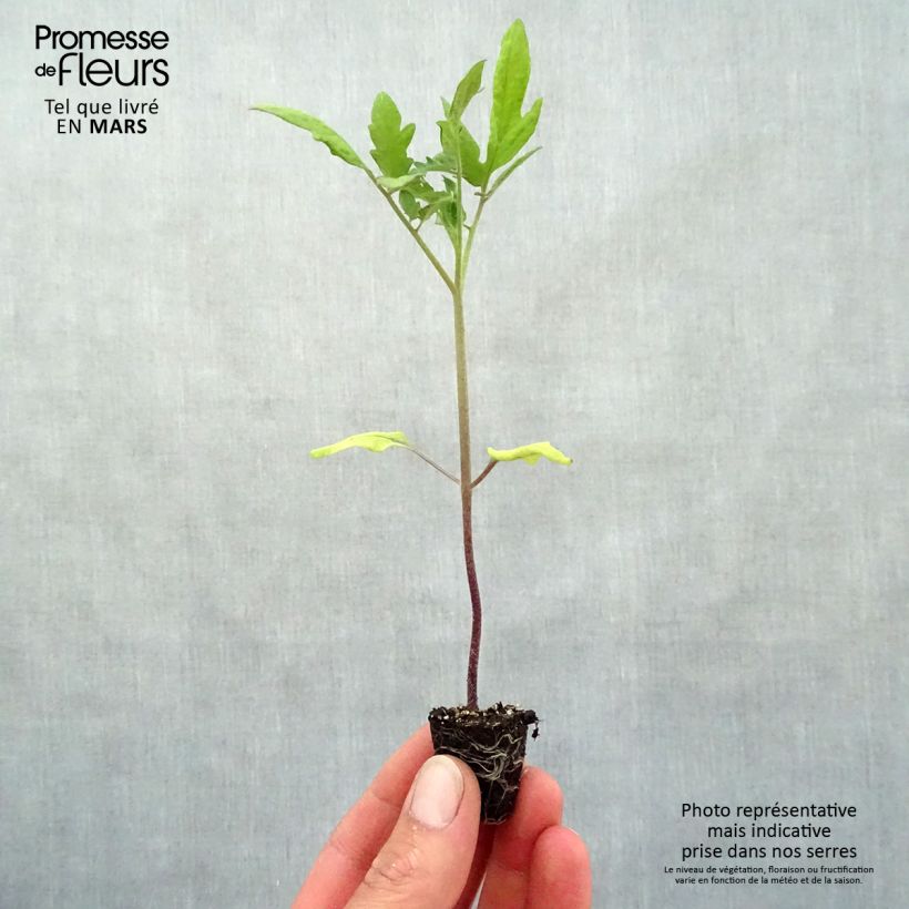 Example of Tomate Rose Crush BIO Mini-motte Ø 3/4 cm as you get in printemps