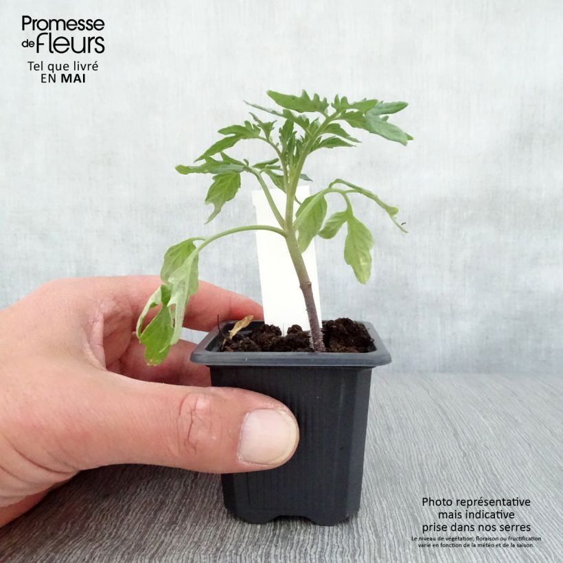 Example of Tomate Rose de Berne en plants Godet de 7/8 cm as you get in printemps