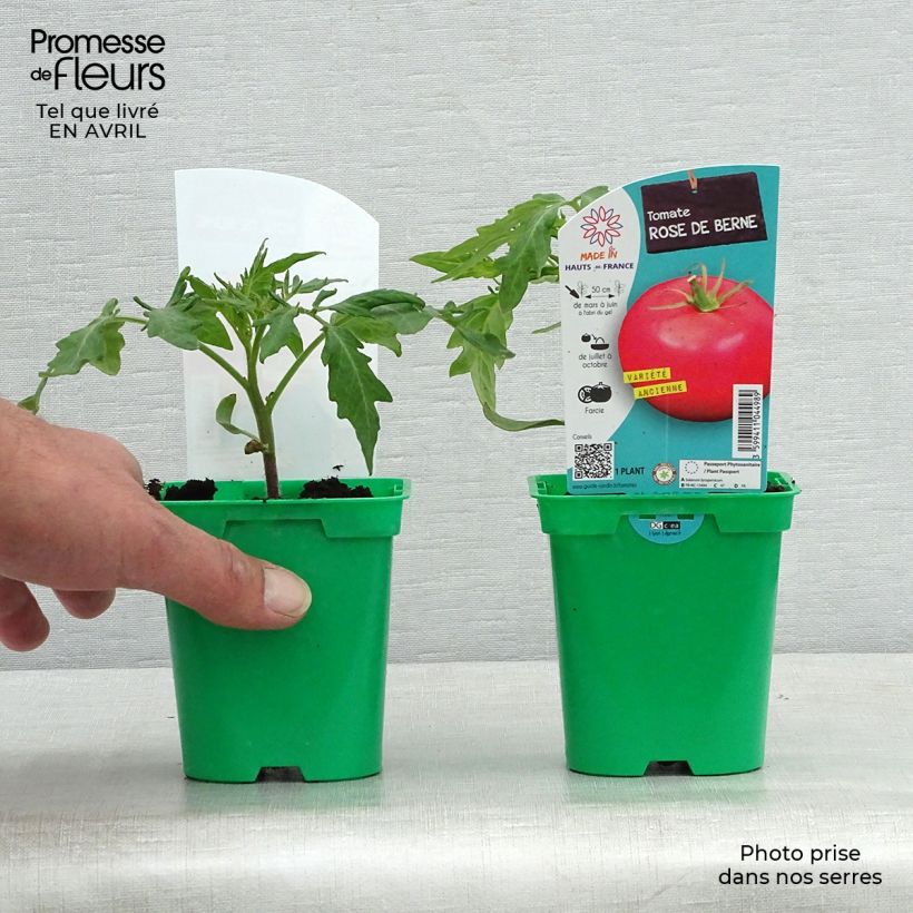 Example of Tomate Rose de Berne en plants Pot de 10 cm/11cm as you get in printemps