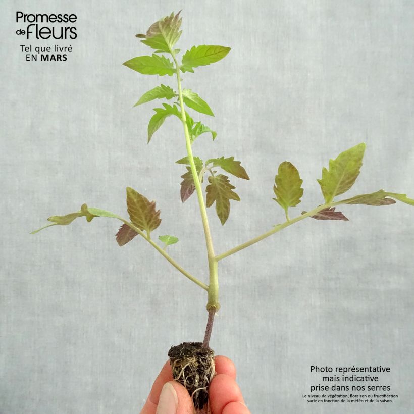 Example of Tomate Russe en plants GREFFES BIO rouge en mini-mottes  Mini-motte Ø 1,5/2,5 cm as you get in printemps