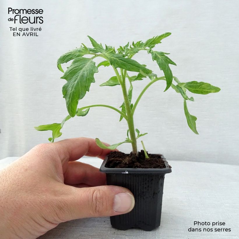 Example of Tomate Saint-Pierre en plants Godet de 7/8 cm as you get in printemps
