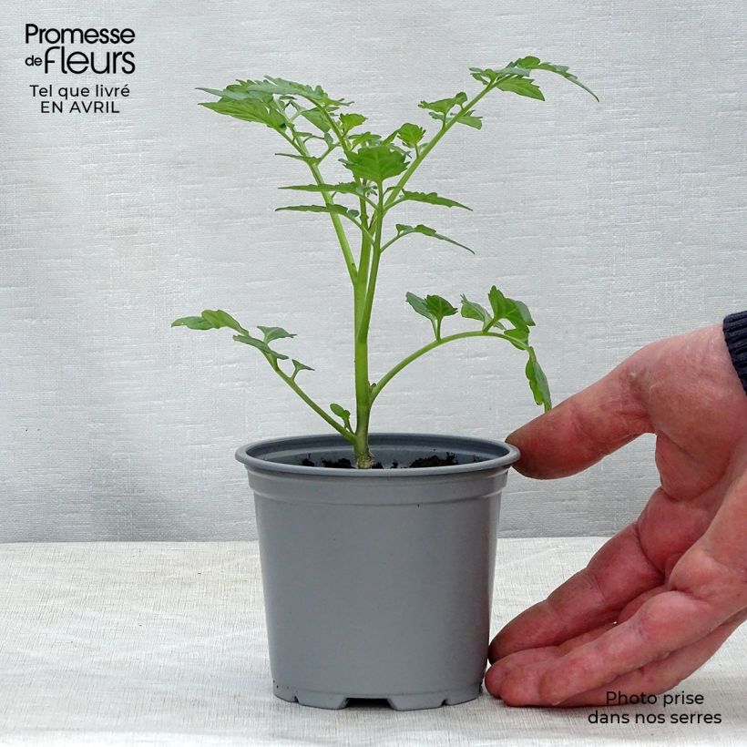 Example of Tomate Santonio F1 en plants GREFFES - Tomate cerise Godet de 8/9 cm as you get in printemps