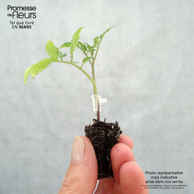 Example of Tomate Santonio F1 en plants GREFFES - Tomate cerise Mini-motte Ø 3/4 cm as you get in printemps