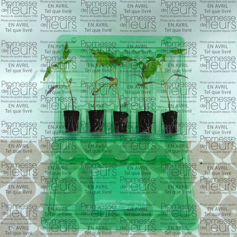 Exemple de spécimen de Tomate Star Gold F1 en plants - Tomate cerise jaune Mini-motte Ø 3/4 cm, Livré en hauteur de 5 à 10 cm tel que livré