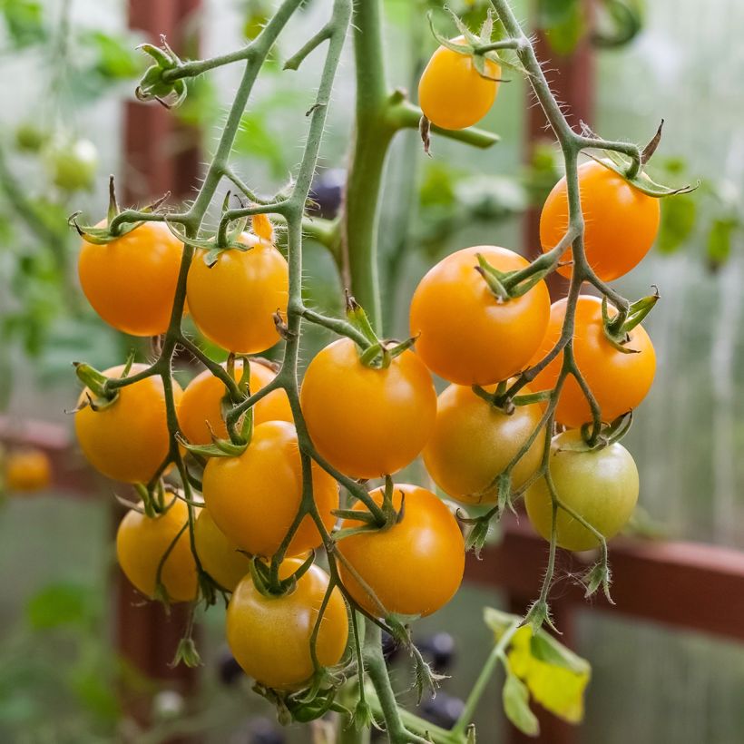 Tomate Sturdy Grace F1 en plants - Tomate cerise jaune (Harvest)