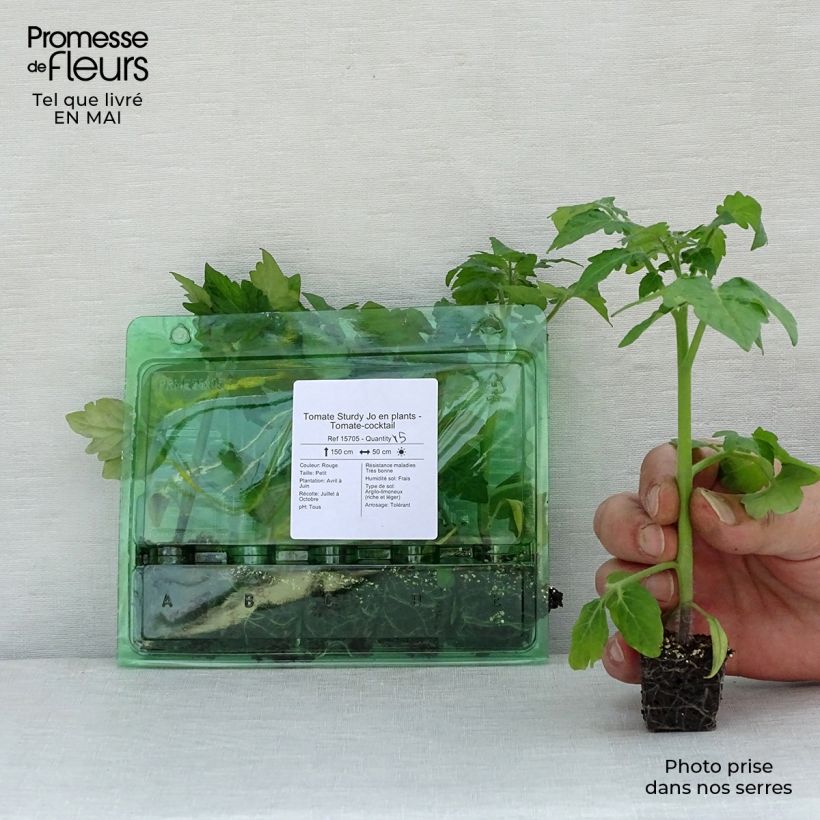 Example of Tomate Sturdy Jo en plants - Tomate-cocktail Mini-motte Ø 3/4 cm as you get in printemps