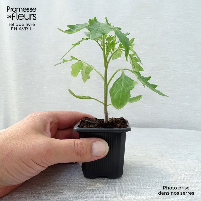 Example of Tomate Supersteak F1 en plant - La Sélection du Chef Godet de 7/8 cm as you get in printemps