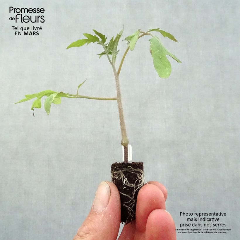 Spécimen de Tomate Supersteak F1 en plants GREFFES - La Sélection du Chef Mini-motte Ø 1,5/2,5 cm, Plant greffé de 5 à 10 cm de haut tel que livré au printemps