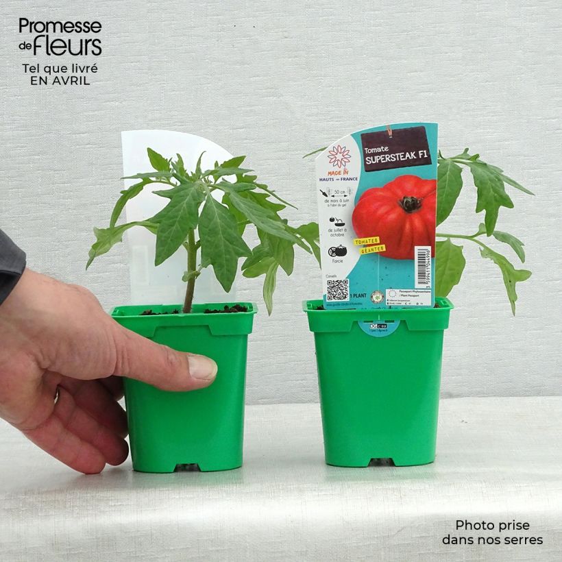 Example of Tomate Supersteak F1 en plant - La Sélection du Chef Pot de 10 cm/11cm as you get in printemps