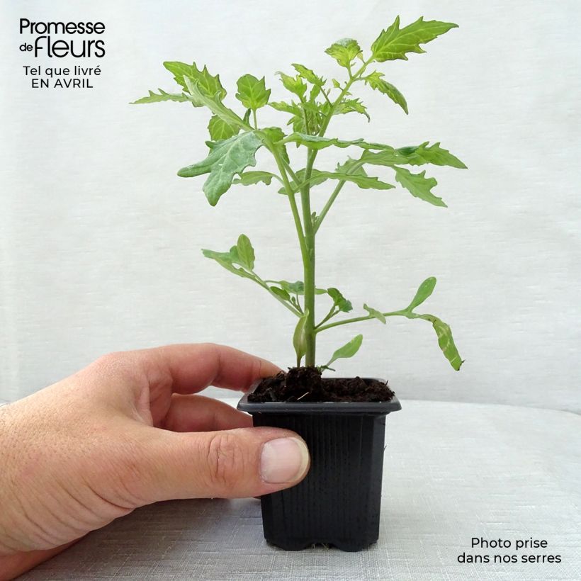Spécimen de Tomate Supersweet 100 F1 en plants - Tomate cerise Godet de 7/8 cm tel que livré au printemps