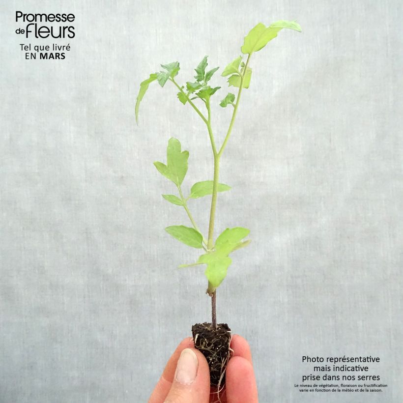 Example of Tomate Supersweet 100 en plants GREFFES BIO - F1 en mini-mottes Mini-motte Ø 1,5/2,5 cm as you get in printemps